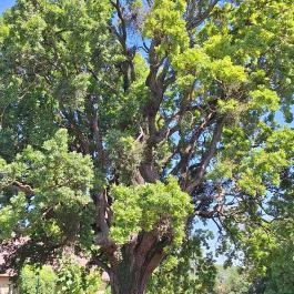 Jankovich kastély Öreglak - Egyéb