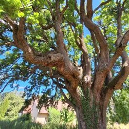 Jankovich kastély Öreglak - Egyéb