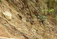 Jegenye-völgyi vízesés Solymár