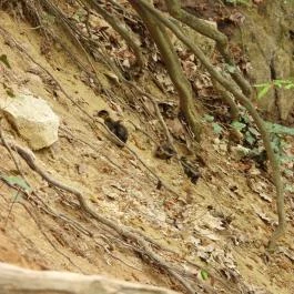 Jegenye-völgyi vízesés Solymár - Egyéb