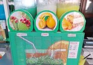 Jégsziget Fagyizó Tapolca