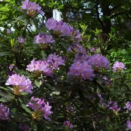 Jeli Arborétum Kám - Egyéb