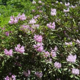 Jeli Arborétum Kám - Egyéb