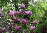 Jeli Arborétum Kám