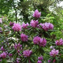 Jeli Arborétum Kám - Egyéb