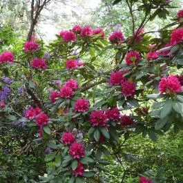 Jeli Arborétum Kám - Egyéb