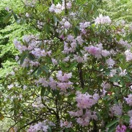 Jeli Arborétum Kám - Egyéb