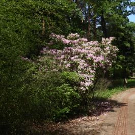Jeli Arborétum Kám - Külső kép