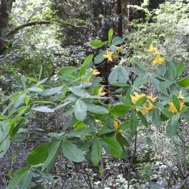 Jeli Arborétum Kám - Egyéb