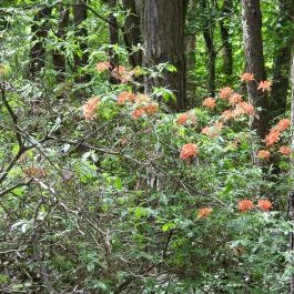 Jeli Arborétum Kám - Egyéb
