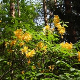 Jeli Arborétum Kám - Egyéb