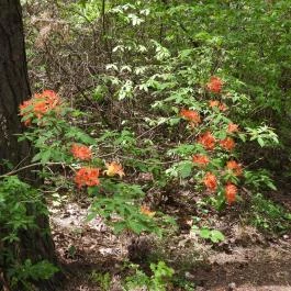 Jeli Arborétum Kám - Egyéb