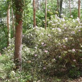 Jeli Arborétum Kám - Egyéb