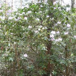 Jeli Arborétum Kám - Egyéb