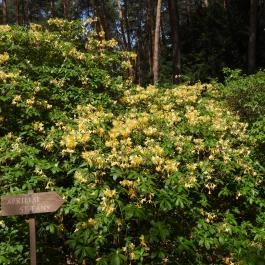 Jeli Arborétum Kám - Egyéb