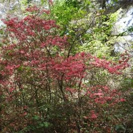 Jeli Arborétum Kám - Egyéb