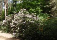 Jeli Arborétum Kám