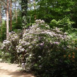 Jeli Arborétum Kám - Külső kép