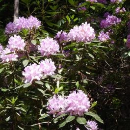 Jeli Arborétum Kám - Egyéb