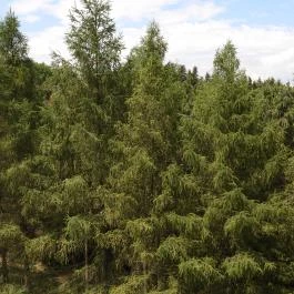 Jeli Arborétum Kám - Külső kép