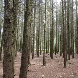 Jeli Arborétum Kám - Külső kép