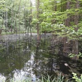 Jeli Arborétum Kám - Külső kép