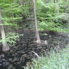 Jeli Arborétum Kám - Külső kép