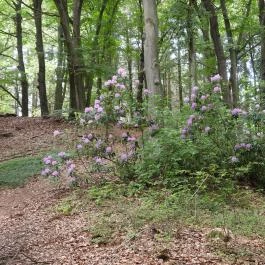 Jeli Arborétum Kám - Külső kép