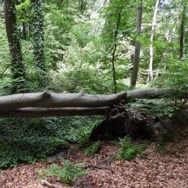 Jeli Arborétum Kám - Külső kép