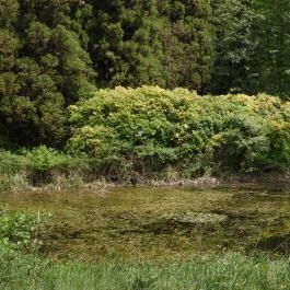 Jeli Arborétum Kám - Külső kép