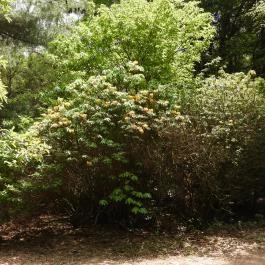 Jeli Arborétum Kám - Külső kép