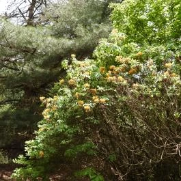 Jeli Arborétum Kám - Külső kép