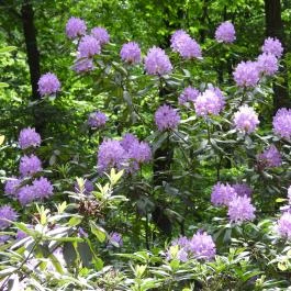 Jeli Arborétum Kám - Egyéb