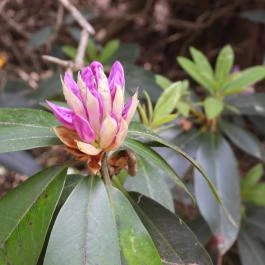 Jeli Arborétum Kám - Egyéb