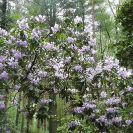 Jeli Arborétum Kám - Egyéb