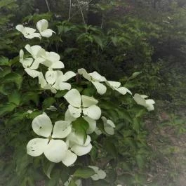 Jeli Arborétum Kám - Egyéb