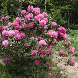 Jeli Arborétum Kám - Egyéb