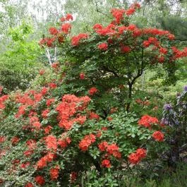 Jeli Arborétum Kám - Egyéb