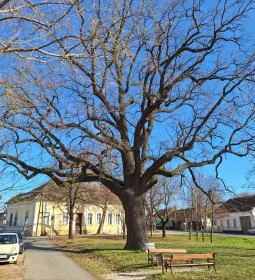 16. legjobb látnivaló: Juhász Gyula emlékfa