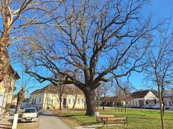 Juhász Gyula emlékfa Makó