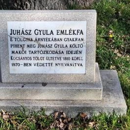 Juhász Gyula emlékfa Makó - Egyéb