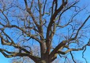 Juhász Gyula emlékfa Makó