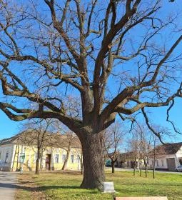 Juhász Gyula emlékfa