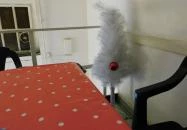 Kabul Büfé Budapest