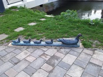 Kacsacsalád Békéscsaba