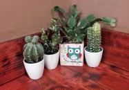 Kaktusz - A Mexikonyha Budapest