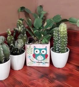 Kaktusz - A Mexikonyha