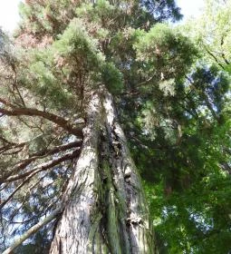 Kámoni Arborétum & Ökoturisztikai Központ