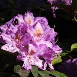 Kámoni Arborétum & Ökoturisztikai Központ, Szombathely - Egyéb