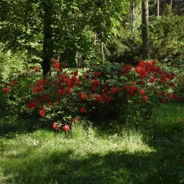Kámoni Arborétum & Ökoturisztikai Központ, Szombathely - Külső kép